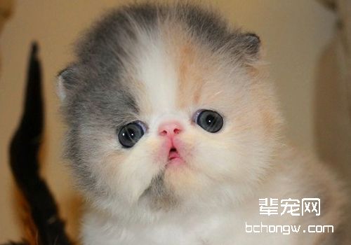 猫神经性皮炎的症状有哪些