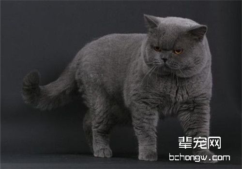 猫咪肠套叠的诊断方法