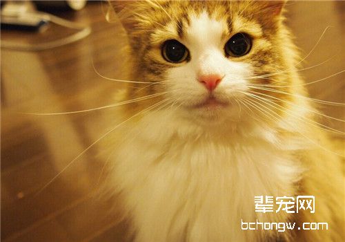 猫咪患维生素B2缺乏症的症状有哪些
