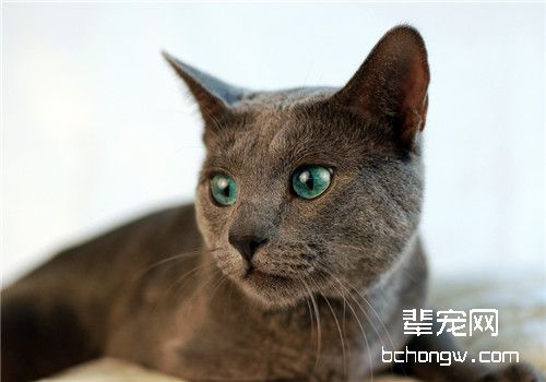 猫咪肝硬化的临床症状