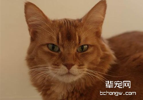 如何治疗及预防猫疥癣病