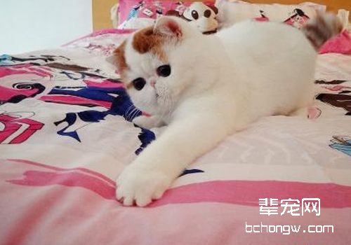 哪些因素会引起猫神经性皮炎