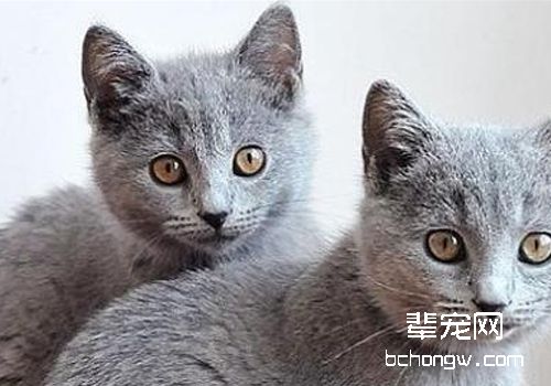 猫疥癣病有哪些症状