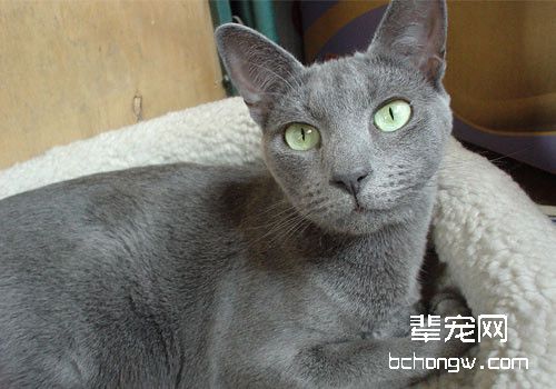 猫咪肝硬化的病因分析