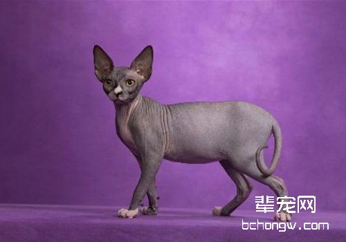 如何避免猫咪因暴食而出现消化不良
