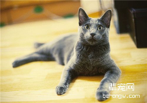 猫咪肠套叠的治疗方法