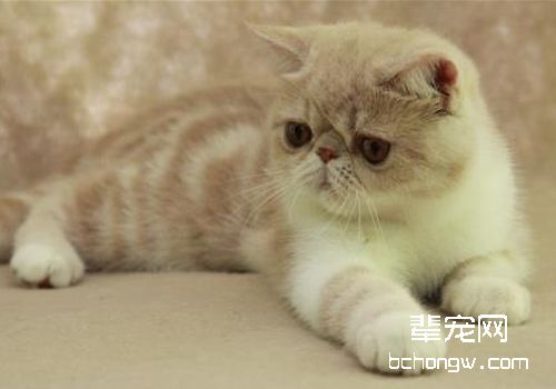 如何护理患脂漏性皮炎的猫咪