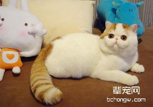 猫脂漏性皮炎的治疗方法