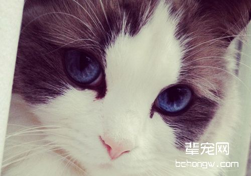 猫脂漏性皮炎的症状及诊断方法