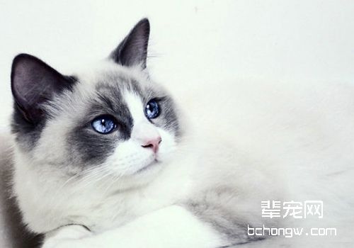 猫脂漏性皮肤炎的发病原因有哪些