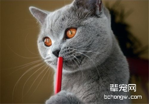 猫咪结肠炎的病因分析