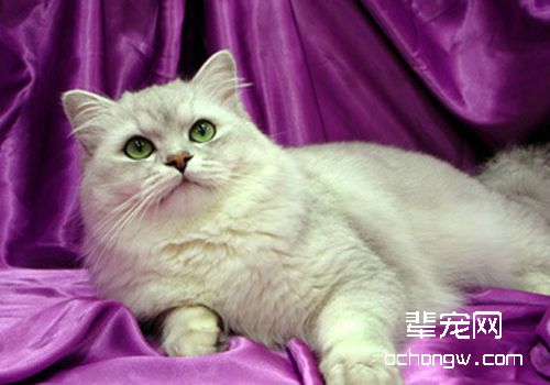 猫乳腺炎有哪些致病因素及症状
