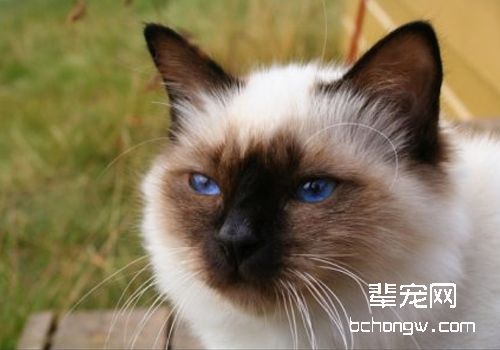 什么是耳血肿
