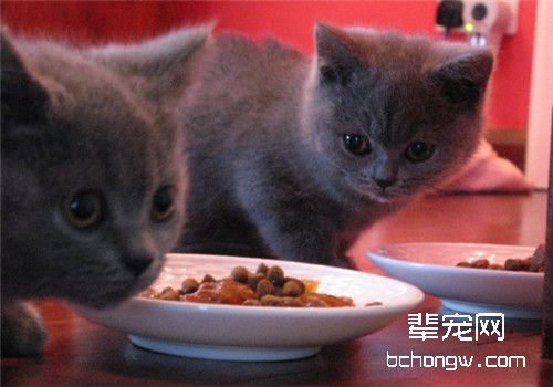 猫咪直肠脱的治疗方法