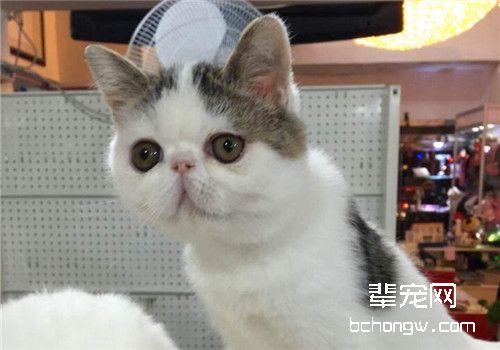 猫维生素B1缺乏症的症状有哪些