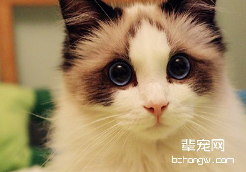 猫低血钙症有哪些症状