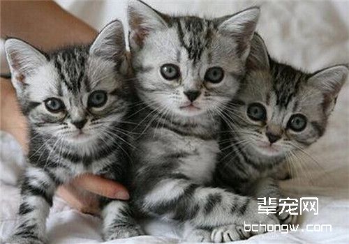 猫维生素K缺乏症的治疗方法