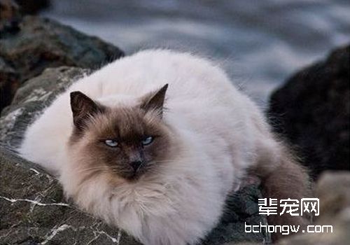 猫子宫内膜炎的治疗方法