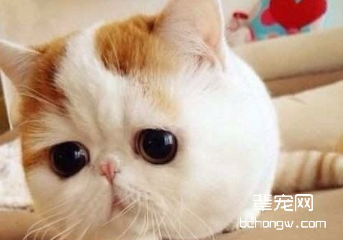 猫咪湿疹的防治