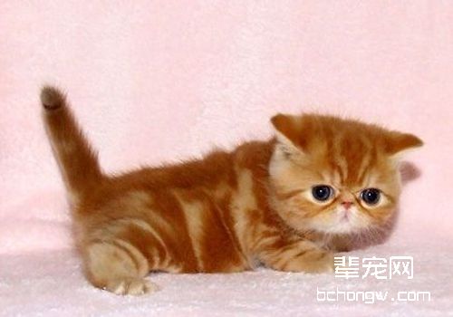 猫咪得湿疹的原因及相应症状