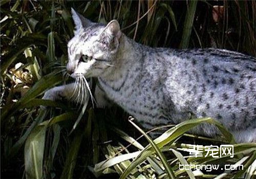 猫咪脑炎的病因