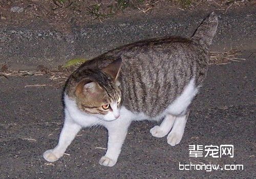 如何处理猫咪牙结石