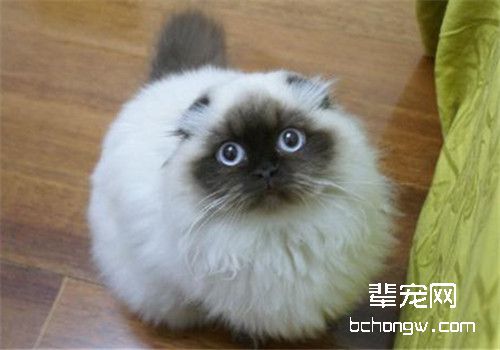 猫咪胃炎的治疗原则