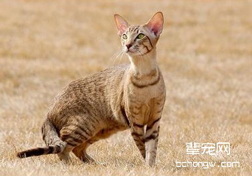 猫咪腹泻的处理方法