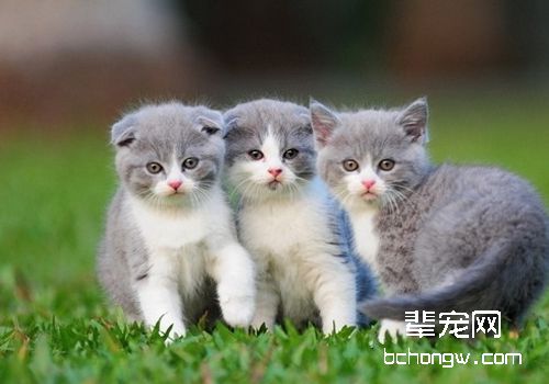 猫咪脱臼的诊断与治疗
