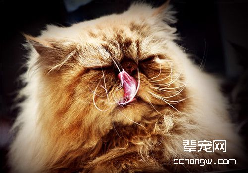 猫咪胃炎的诊断方法