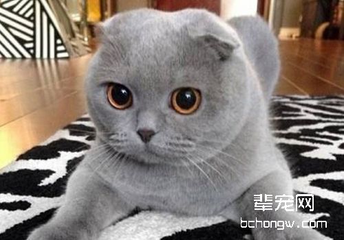 猫咪脱臼有哪些相应症状