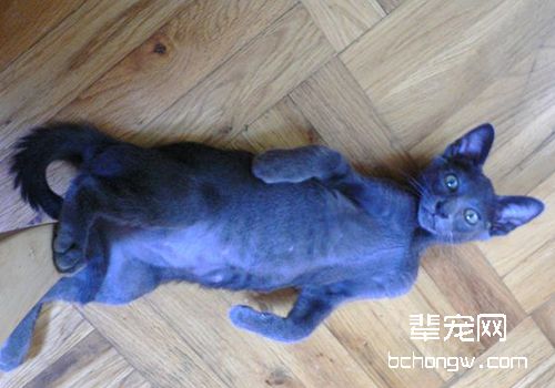 猫尿道炎的致病原因