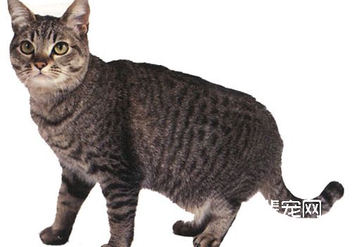 猫子宫蓄脓的诊断与治疗