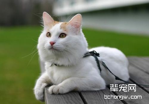 猫子宫蓄脓的病因及症状