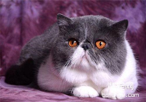 猫咪食道梗阻的治疗原则