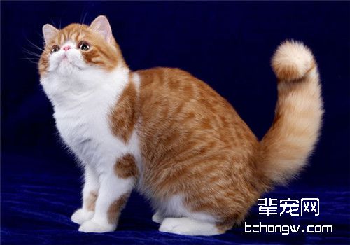 猫咪食道梗阻的判断及症状