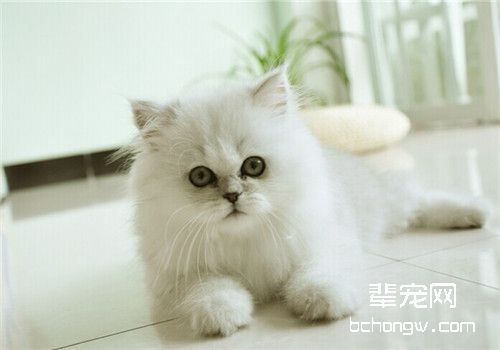 猫患日射病的病因及症状