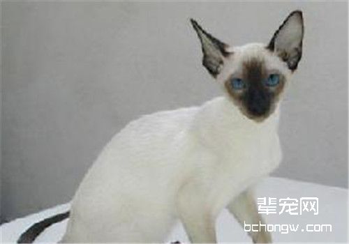 猫咪食道扩张的诊断及防治