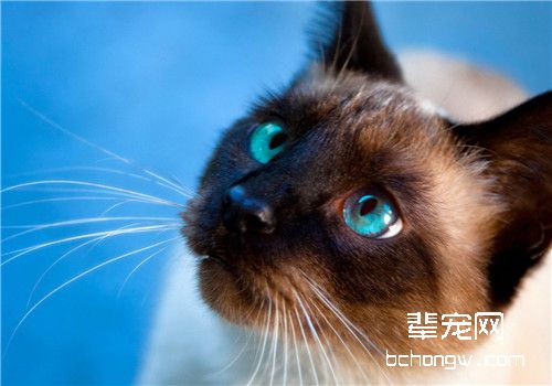 猫咪食道扩张的病因分析