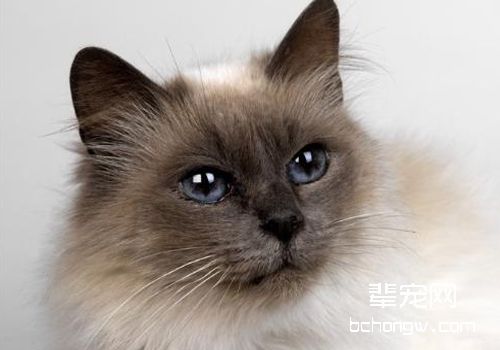 如何为脱水猫咪进行补液