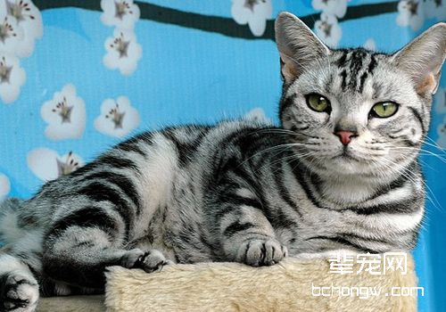 如何判断猫咪的脱水量