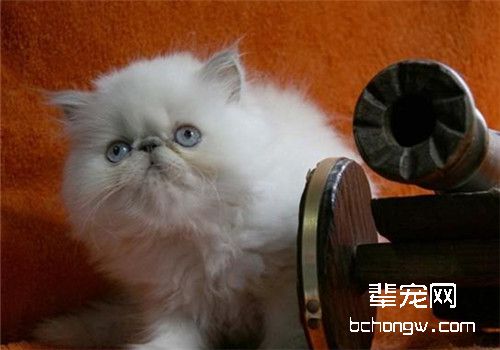 猫咪慢性胃炎的症状及防治