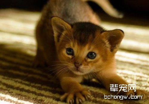 猫咪脱水的原因