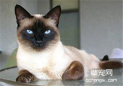 猫咪食道扩张的临床症状