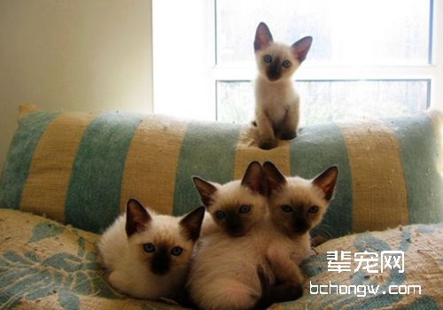 猫糖尿病的症状
