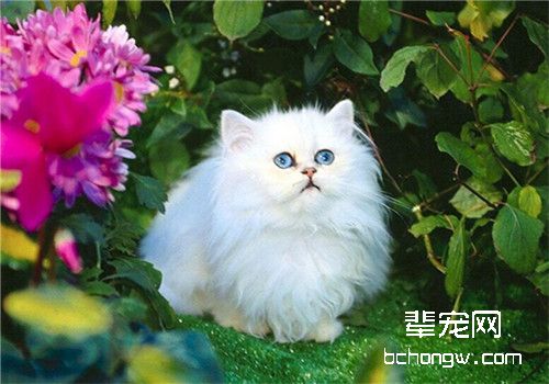 猫咪患肾结石的原因