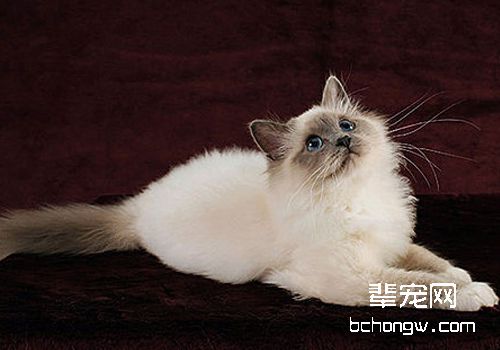 如何治疗猫咪粉刺