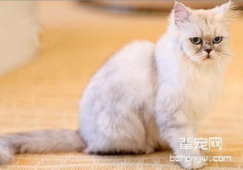 猫传染性鼻气管炎是如何传染的
