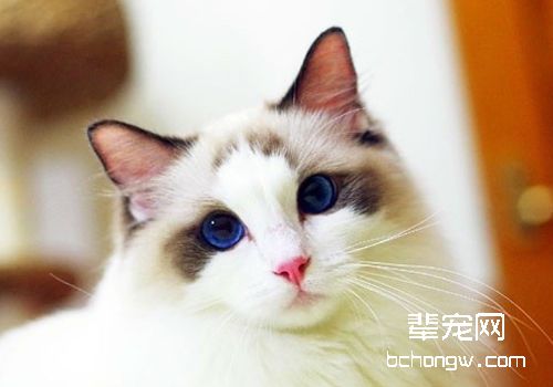 猫咪粉刺的原因及症状