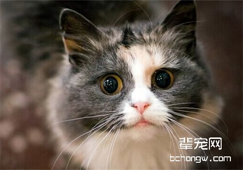 猫咪尿道炎的症状及病发表现